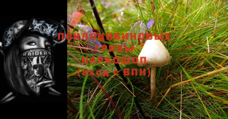 Галлюциногенные грибы Psilocybe  Инта 